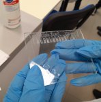 Biológia laborgyakorlat